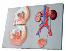 Median Section of Male and Female Urinary Tracts